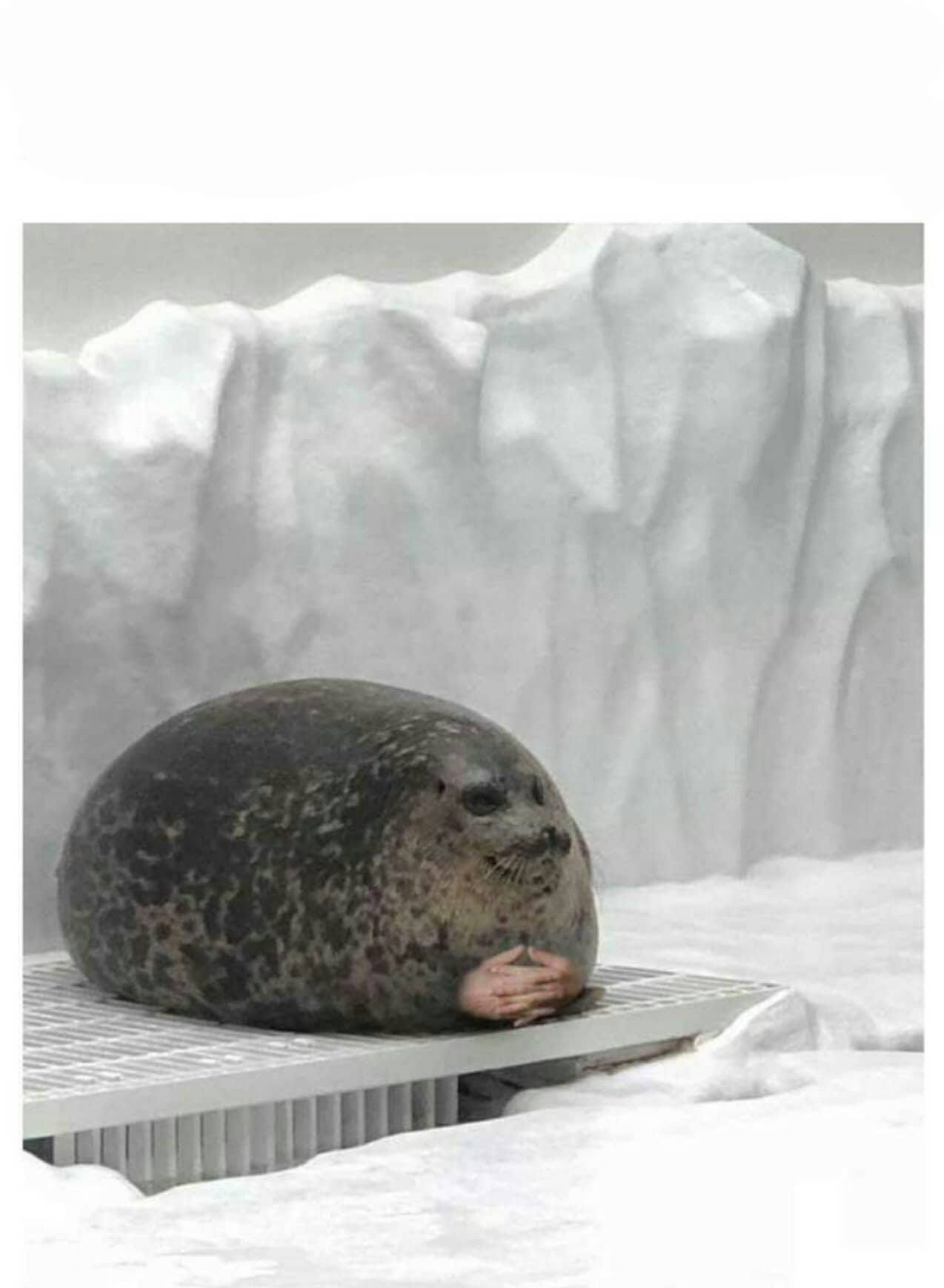 High Quality Seal clubbing with hands Blank Meme Template