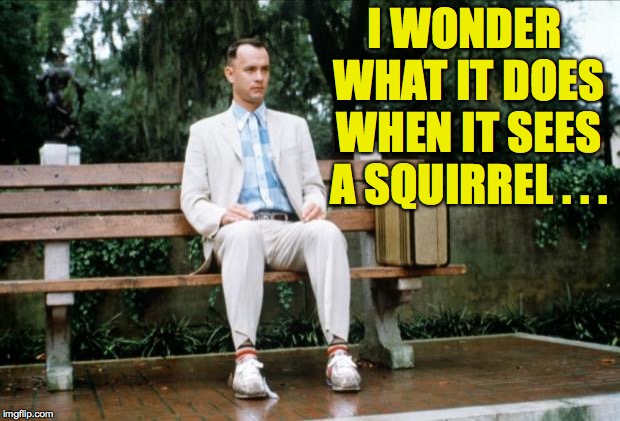 Forrest Gump | I WONDER WHAT IT DOES WHEN IT SEES A SQUIRREL . . . | image tagged in forrest gump | made w/ Imgflip meme maker