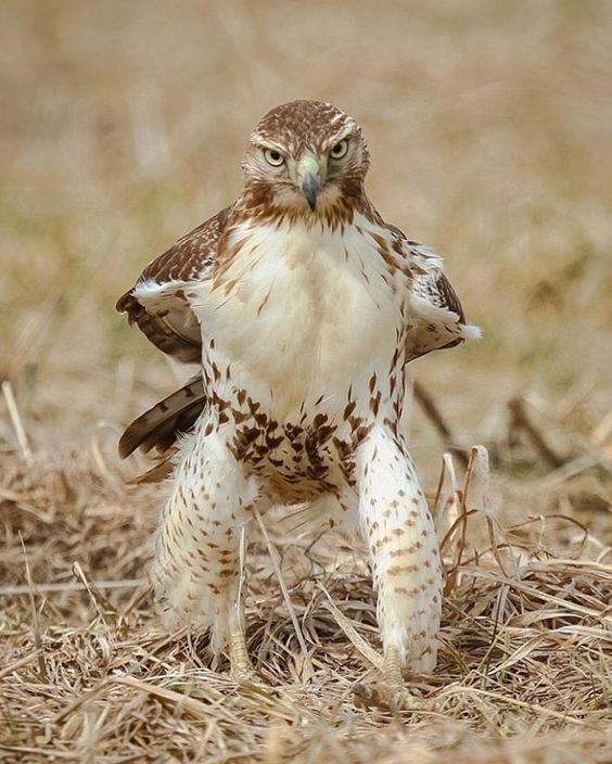 High Quality Hawk the Gunfighter Blank Meme Template