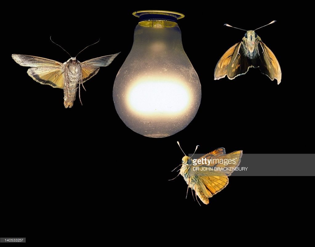 Moths and light Blank Meme Template