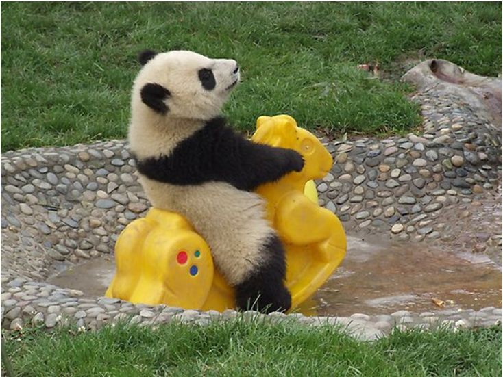 Riding Panda Blank Meme Template