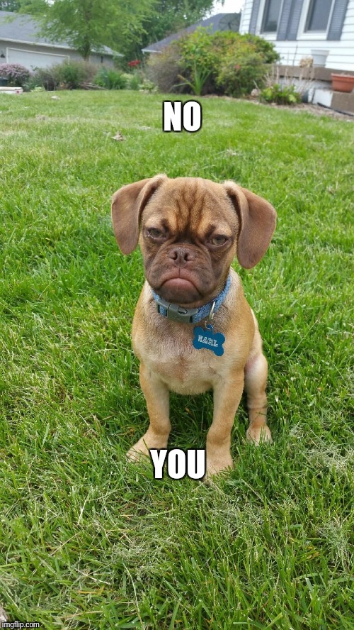 Earl The Grumpy Dog | NO YOU | image tagged in earl the grumpy dog | made w/ Imgflip meme maker