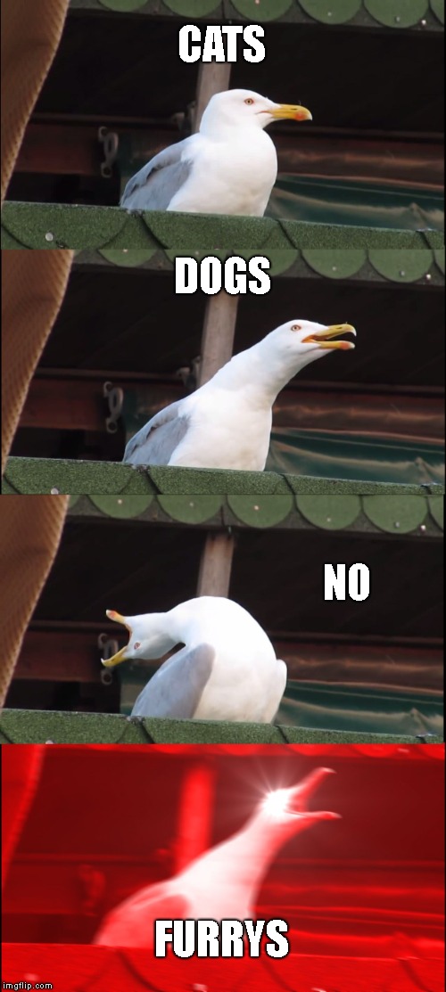 Inhaling Seagull | CATS; DOGS; NO; FURRYS | image tagged in memes,inhaling seagull | made w/ Imgflip meme maker