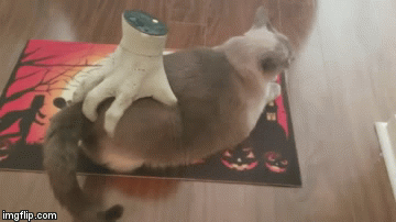 Cat Lets A Severed Zombie Hand Halloween Prop Massage Her Butt For A While  - Geekologie