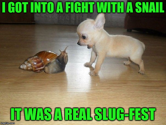 Slugfest | I GOT INTO A FIGHT WITH A SNAIL; IT WAS A REAL SLUG-FEST | image tagged in snail dog,memes,slug,fight,puppy | made w/ Imgflip meme maker