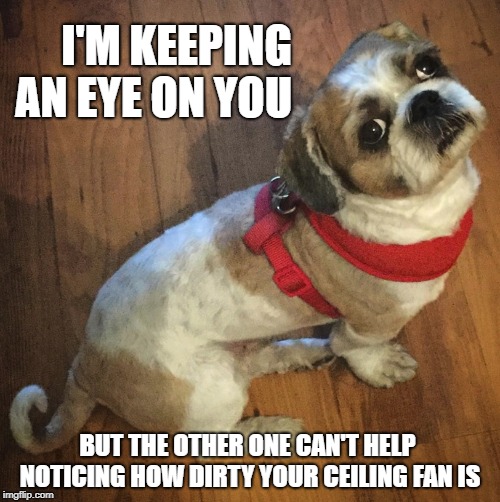 Finn the Shih Tzu | I'M KEEPING AN EYE ON YOU; BUT THE OTHER ONE CAN'T HELP NOTICING HOW DIRTY YOUR CEILING FAN IS | image tagged in finn the shih tzu,dog memes,cute dogs,shih tzu,eyeball,eyes | made w/ Imgflip meme maker