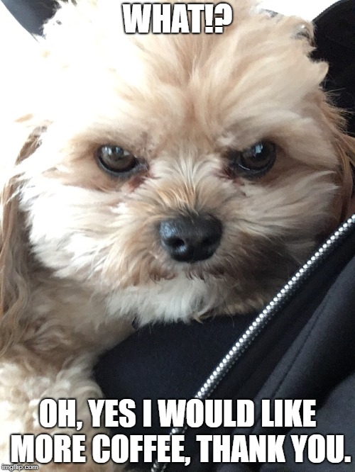 More coffee, thank you | WHAT!? OH, YES I WOULD LIKE MORE COFFEE, THANK YOU. | image tagged in coffe,dog,doggo,tfw,rbf | made w/ Imgflip meme maker