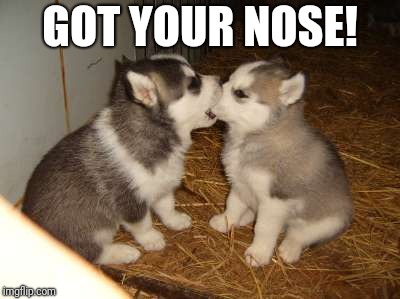 Cute Puppies | GOT YOUR NOSE! | image tagged in memes,cute puppies | made w/ Imgflip meme maker