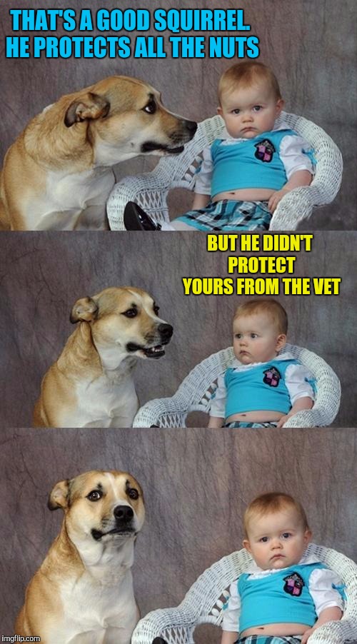 Dad Joke Dog Meme | THAT'S A GOOD SQUIRREL. HE PROTECTS ALL THE NUTS BUT HE DIDN'T PROTECT YOURS FROM THE VET | image tagged in memes,dad joke dog | made w/ Imgflip meme maker