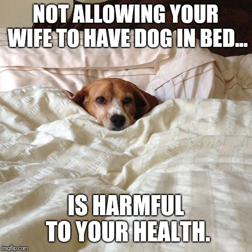 Dog in bed | NOT ALLOWING YOUR WIFE TO HAVE DOG IN BED... IS HARMFUL TO YOUR HEALTH. | image tagged in dog in bed | made w/ Imgflip meme maker