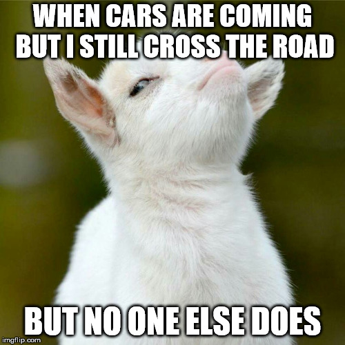  WHEN CARS ARE COMING BUT I STILL CROSS THE ROAD; BUT NO ONE ELSE DOES | image tagged in smug goat | made w/ Imgflip meme maker