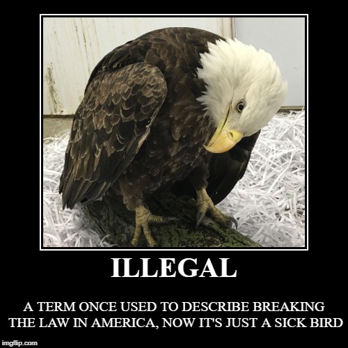 Sick Bird | image tagged in funny,demotivationals,illegal,eagle | made w/ Imgflip demotivational maker