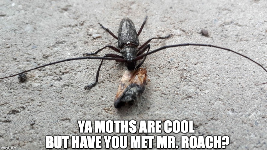 YA MOTHS ARE COOL BUT HAVE YOU MET MR. ROACH? | image tagged in roach | made w/ Imgflip meme maker
