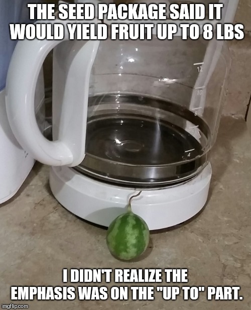 THE SEED PACKAGE SAID IT WOULD YIELD FRUIT UP TO 8 LBS; I DIDN'T REALIZE THE EMPHASIS WAS ON THE "UP TO" PART. | image tagged in i grew a watermelon,my watermelon,homegrown | made w/ Imgflip meme maker