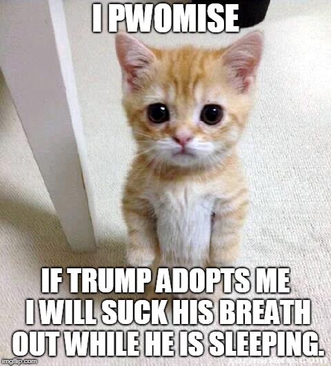 Trump Promise | I PWOMISE; IF TRUMP ADOPTS ME I WILL SUCK HIS BREATH OUT WHILE HE IS SLEEPING. | image tagged in memes,cute cat,donald trump,republicans,democrats,funny memes | made w/ Imgflip meme maker