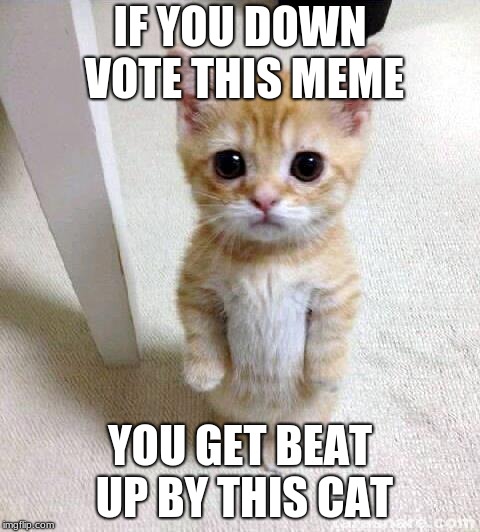 Cute Cat Meme |  IF YOU DOWN VOTE THIS MEME; YOU GET BEAT UP BY THIS CAT | image tagged in memes,cute cat | made w/ Imgflip meme maker