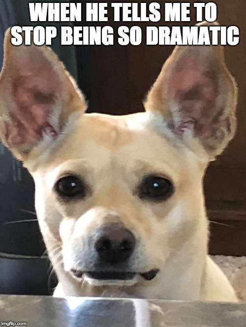 Dog being dramatic | WHEN HE TELLS ME TO STOP BEING SO DRAMATIC | image tagged in dramatic,dog,chihuahua,boyfriend,hilarious,face | made w/ Imgflip meme maker