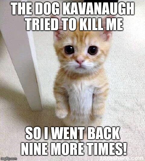 Cute Cat | THE DOG KAVANAUGH TRIED TO KILL ME; SO I WENT BACK NINE MORE TIMES! | image tagged in memes,cute cat | made w/ Imgflip meme maker