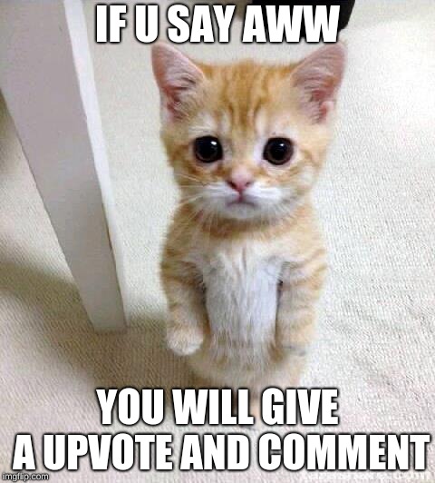 Cute Cat Meme | IF U SAY AWW; YOU WILL GIVE A UPVOTE AND COMMENT | image tagged in memes,cute cat | made w/ Imgflip meme maker