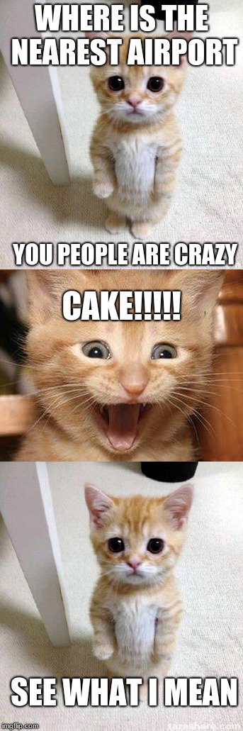 Cat is nervous | WHERE IS THE NEAREST AIRPORT; YOU PEOPLE ARE CRAZY; CAKE!!!!! SEE WHAT I MEAN | image tagged in memes | made w/ Imgflip meme maker