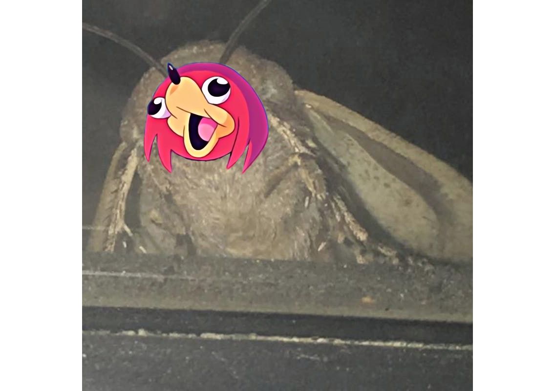 Ugandan Moth Blank Meme Template