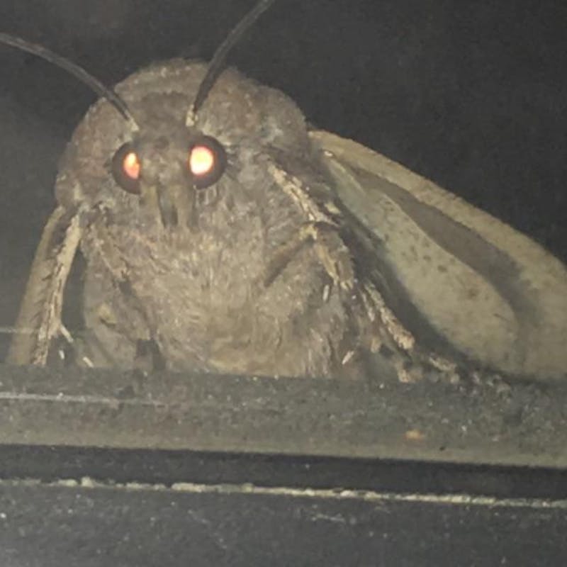 Moth lamp Blank Meme Template