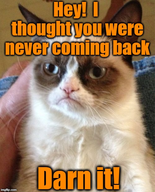 Grumpy Cat Meme | Hey!  I thought you were never coming back Darn it! | image tagged in memes,grumpy cat | made w/ Imgflip meme maker