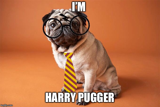Harry Pugger | I’M; HARRY PUGGER | image tagged in harry potter | made w/ Imgflip meme maker