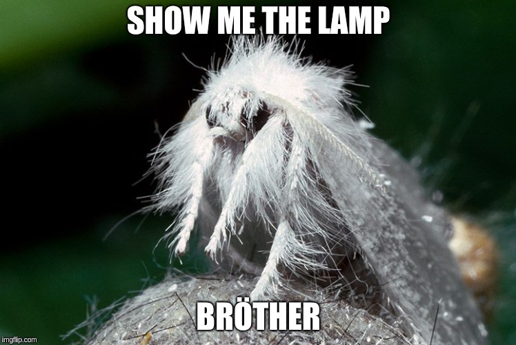 Show me the lamp moth | SHOW ME THE LAMP; BRÖTHER | image tagged in moth,moth lamp,lamp,i love lamp,moth meme,lamp meme | made w/ Imgflip meme maker