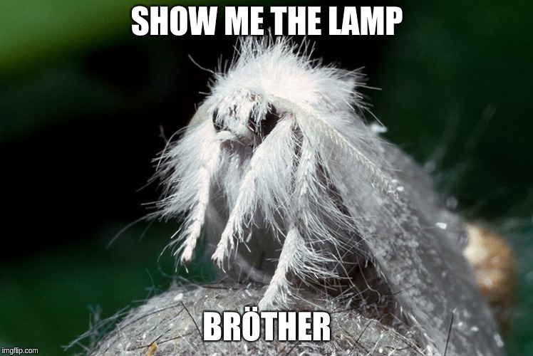 Picture of a moth captioned &quot;Show me the lamp bröther&quot;