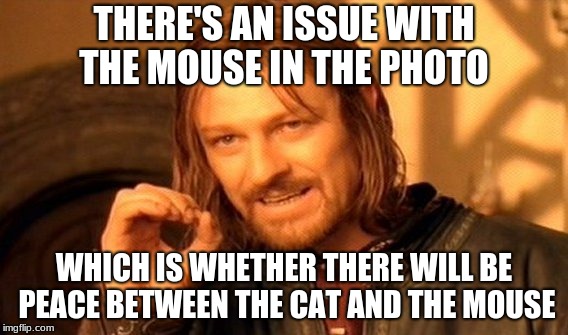 Peace in the Jungle | THERE'S AN ISSUE WITH THE MOUSE IN THE PHOTO; WHICH IS WHETHER THERE WILL BE PEACE BETWEEN THE CAT AND THE MOUSE | image tagged in memes,mouse,cat,peace | made w/ Imgflip meme maker