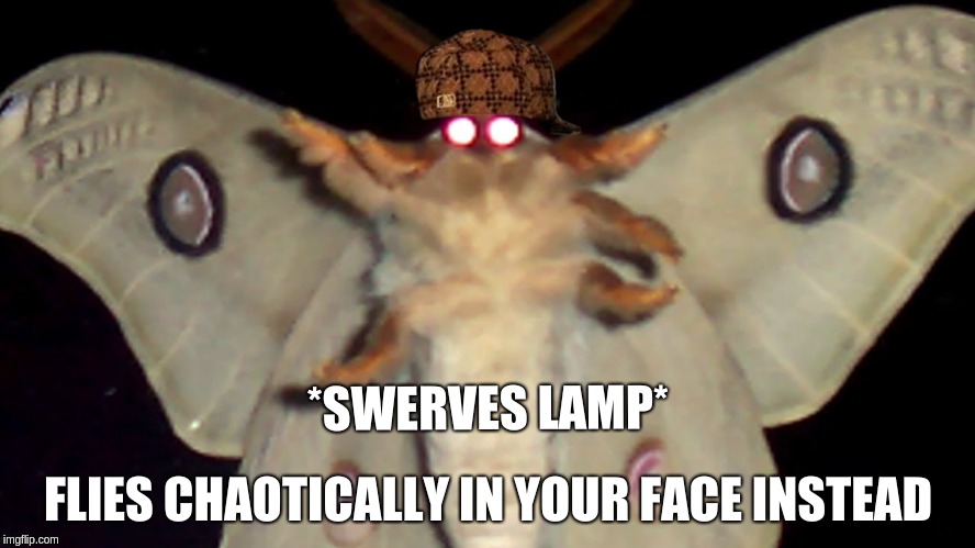 Douchebag Moth | *SWERVES LAMP*; FLIES CHAOTICALLY IN YOUR FACE INSTEAD | image tagged in moth,moth meme,moth lamp,lamp,douchebag | made w/ Imgflip meme maker
