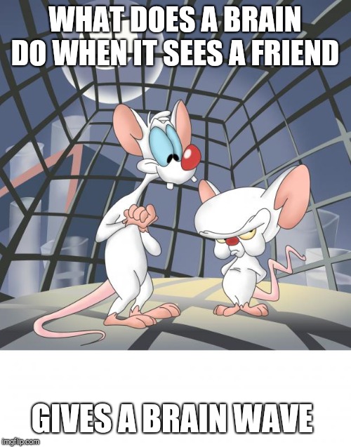 Pinky and the brain | WHAT DOES A BRAIN DO WHEN IT SEES A FRIEND; GIVES A BRAIN WAVE | image tagged in pinky and the brain | made w/ Imgflip meme maker