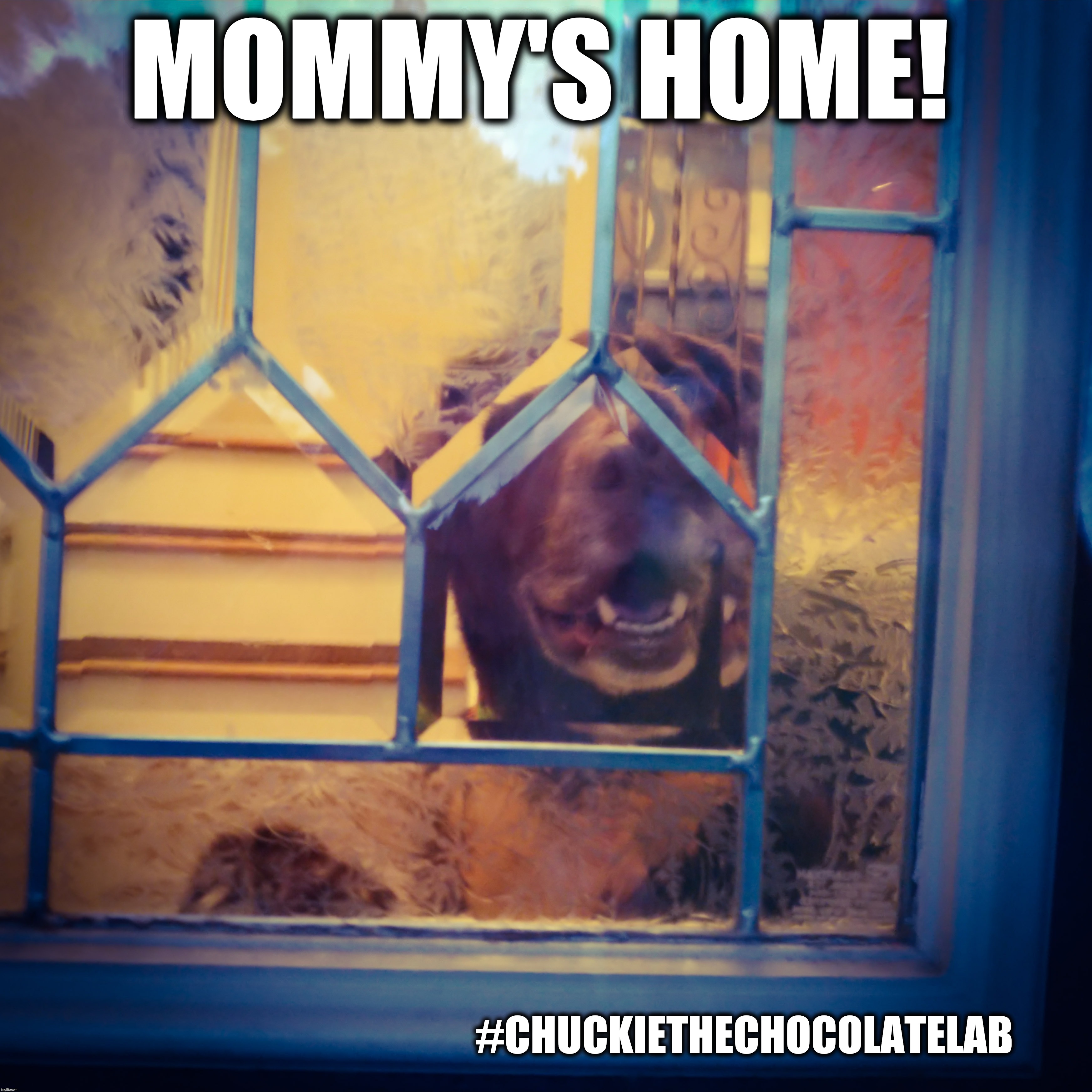Mommy's Home | MOMMY'S HOME! #CHUCKIETHECHOCOLATELAB | image tagged in chuckie the chocolate lab,dogs,funny,cute,memes,mommy's home | made w/ Imgflip meme maker