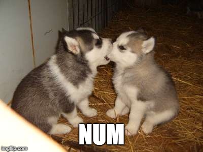 Cute Puppies | NUM | image tagged in memes,cute puppies | made w/ Imgflip meme maker