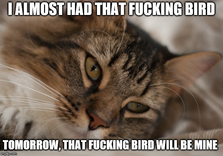 Despondent Cat | I ALMOST HAD THAT FUCKING BIRD; TOMORROW, THAT FUCKING BIRD WILL BE MINE | image tagged in depressed kitty | made w/ Imgflip meme maker