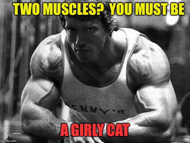 TWO MUSCLES?  YOU MUST BE A GIRLY CAT | made w/ Imgflip meme maker