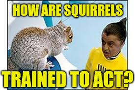 HOW ARE SQUIRRELS TRAINED TO ACT? | made w/ Imgflip meme maker