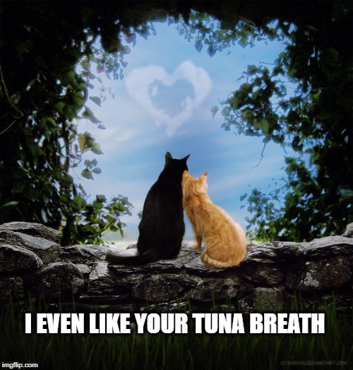I EVEN LIKE YOUR TUNA BREATH | image tagged in cats,tuna,love,i love you,hungry,breath | made w/ Imgflip meme maker