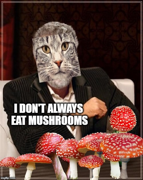 I DON'T ALWAYS EAT MUSHROOMS | image tagged in the most interesting man in the world,bad photoshop,mushrooms,psychedelic,cat,too damn high | made w/ Imgflip meme maker