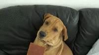 image tagged in gifs,dogs,funny | made w/ Imgflip gif maker