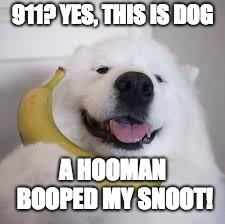 Yes, This is Dog | 911? YES, THIS IS DOG; A HOOMAN BOOPED MY SNOOT! | image tagged in yes this is dog | made w/ Imgflip meme maker
