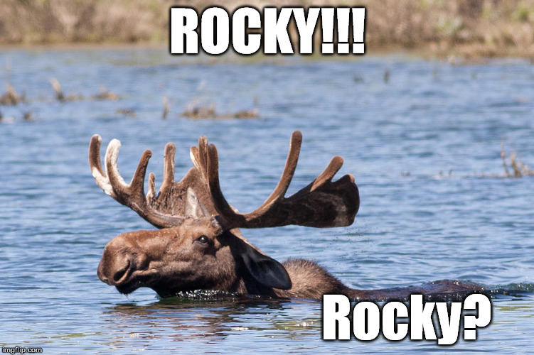 Swimming Moose | ROCKY!!! Rocky? | image tagged in swimming moose | made w/ Imgflip meme maker