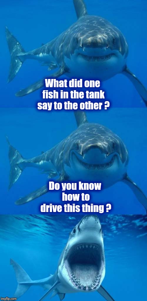 It's not just a job , it's an adventure | What did one fish in the tank say to the other ? Do you know how to drive this thing ? | image tagged in bad shark pun,fish tank,tanks,plot twist,just keep swimming,militia | made w/ Imgflip meme maker