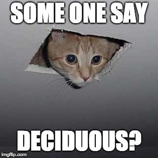 Ceiling Cat Meme | SOME ONE SAY; DECIDUOUS? | image tagged in memes,ceiling cat | made w/ Imgflip meme maker