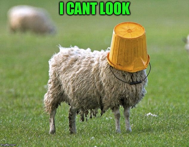 stupid sheep | I CANT LOOK | image tagged in stupid sheep | made w/ Imgflip meme maker