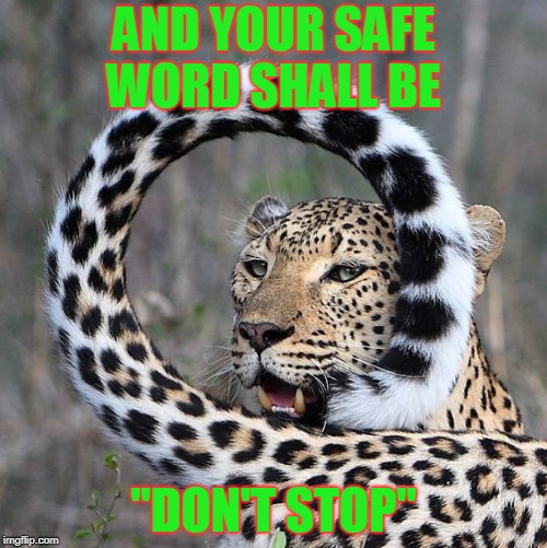 Leopards like it Rough | AND YOUR SAFE WORD SHALL BE; "DON'T STOP" | image tagged in bondage bdsm | made w/ Imgflip meme maker