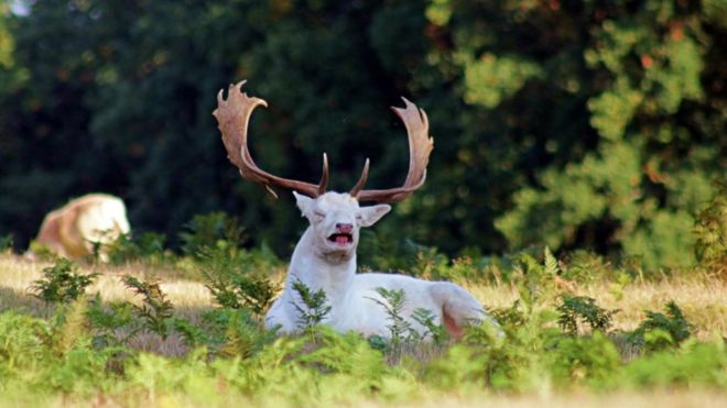 High Quality Sneezing Buck Blank Meme Template