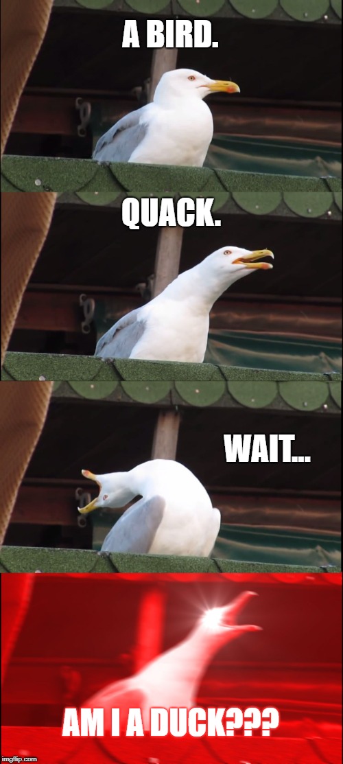 Inhaling Seagull Meme | A BIRD. QUACK. WAIT... AM I A DUCK??? | image tagged in memes,inhaling seagull | made w/ Imgflip meme maker