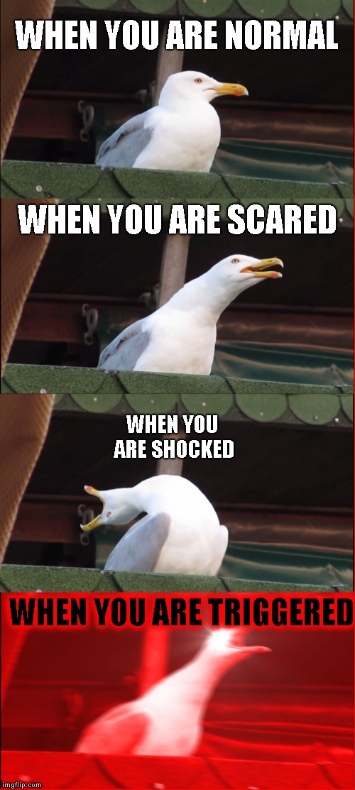 Inhaling Seagull Meme | WHEN YOU ARE NORMAL; WHEN YOU ARE SCARED; WHEN YOU ARE SHOCKED; WHEN YOU ARE TRIGGERED | image tagged in memes,inhaling seagull | made w/ Imgflip meme maker